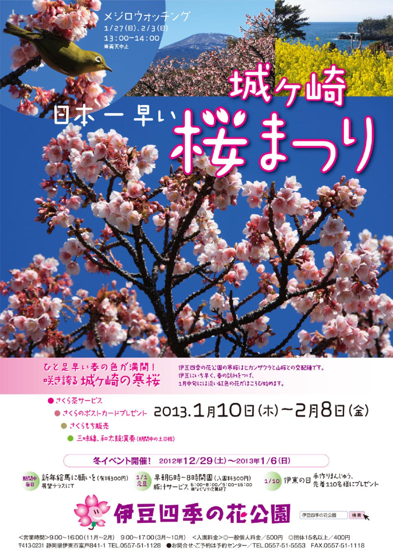 日本一早い城ヶ崎桜まつり2013/01/10-02/08｜伊東温泉の旅館・ホテル 