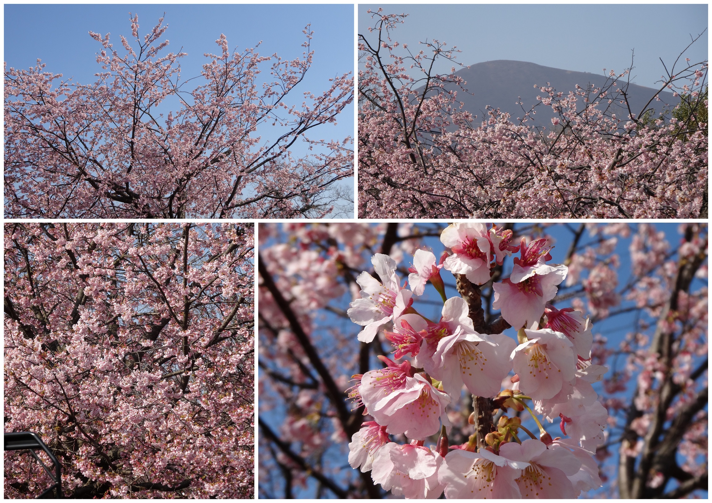 伊豆高原駅前のおおかん桜が見ごろです 伊豆 伊東温泉 青山やまと