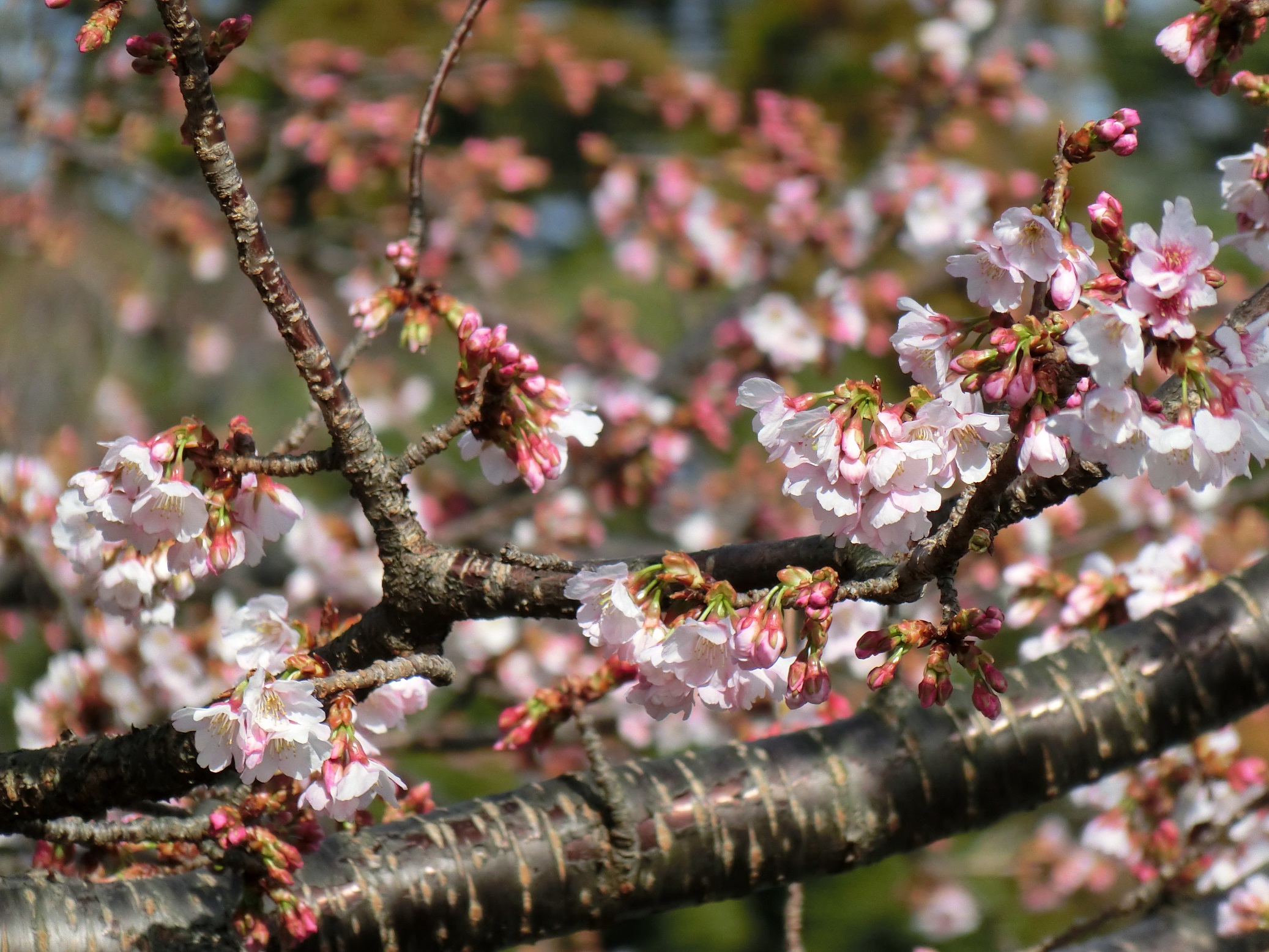 伊豆高原駅前ではおおかん桜が咲き始めています 伊豆 伊東温泉 青山やまと