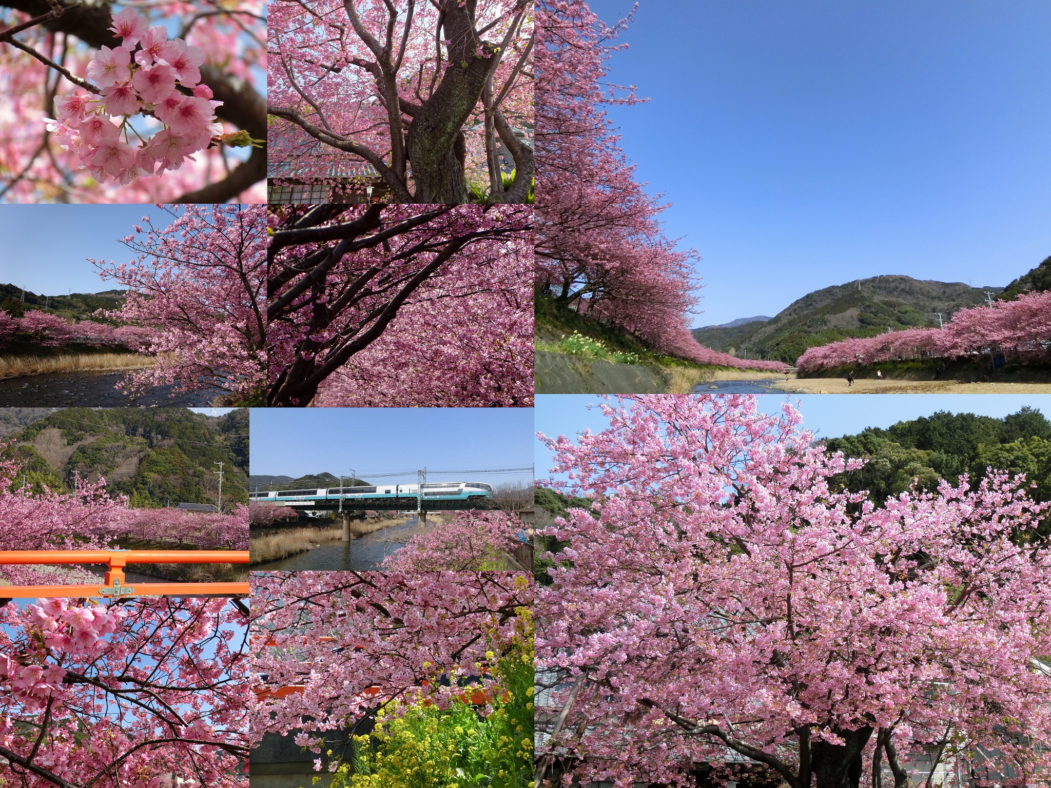 河津桜まつりは本日最終日です お花の開花状況15 03 10 伊豆 伊東温泉 青山やまと