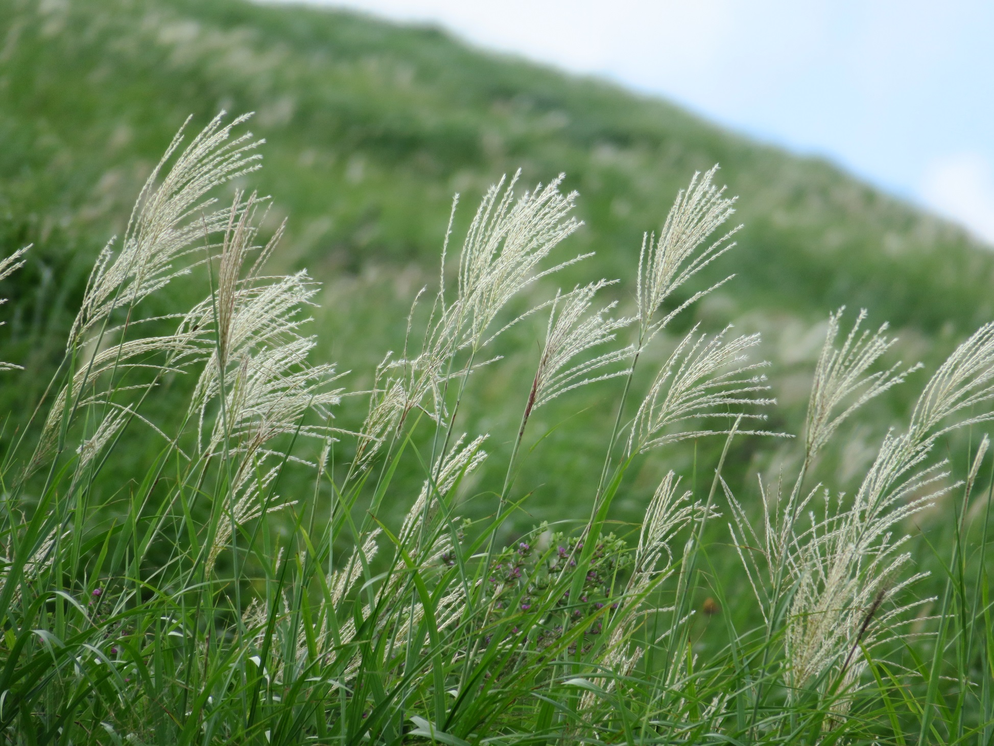 夏から秋へと衣替え 大室山でススキの穂が揺れ始めました 伊豆 伊東温泉 青山やまと