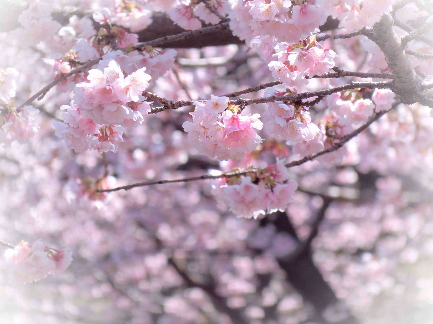 伊豆高原駅前のおおかん桜が美しい お花の開花状況16 03 06 伊豆 伊東温泉 青山やまと