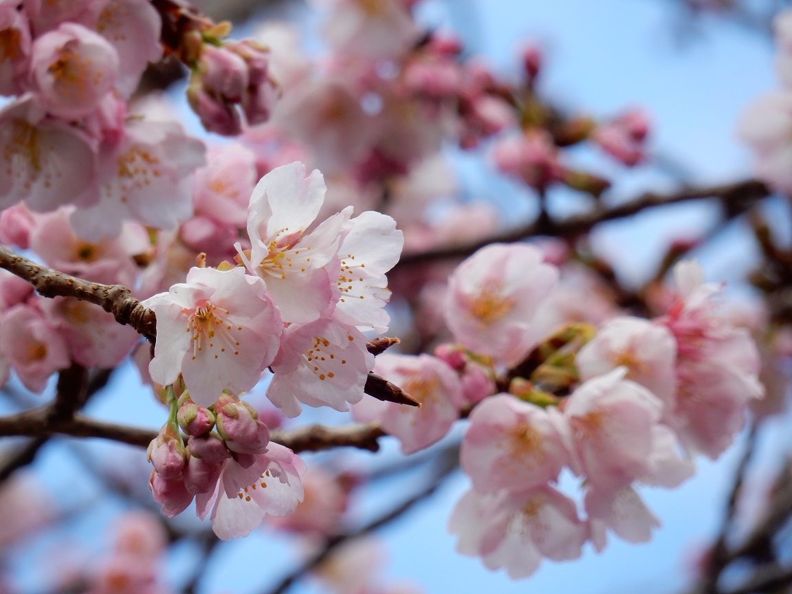 伊豆高原ではおおかん桜が早くも満開に 伊豆 伊東温泉 青山やまと