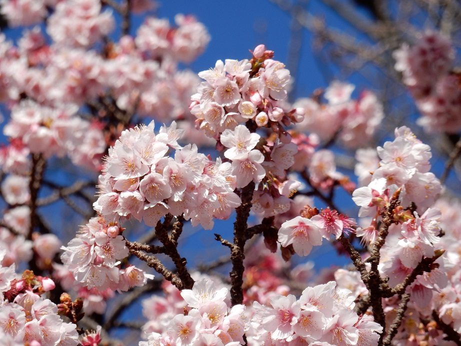 寒桜が早くも見ごろを迎えています！｜伊東温泉の旅館・ホテル「青山やまと」