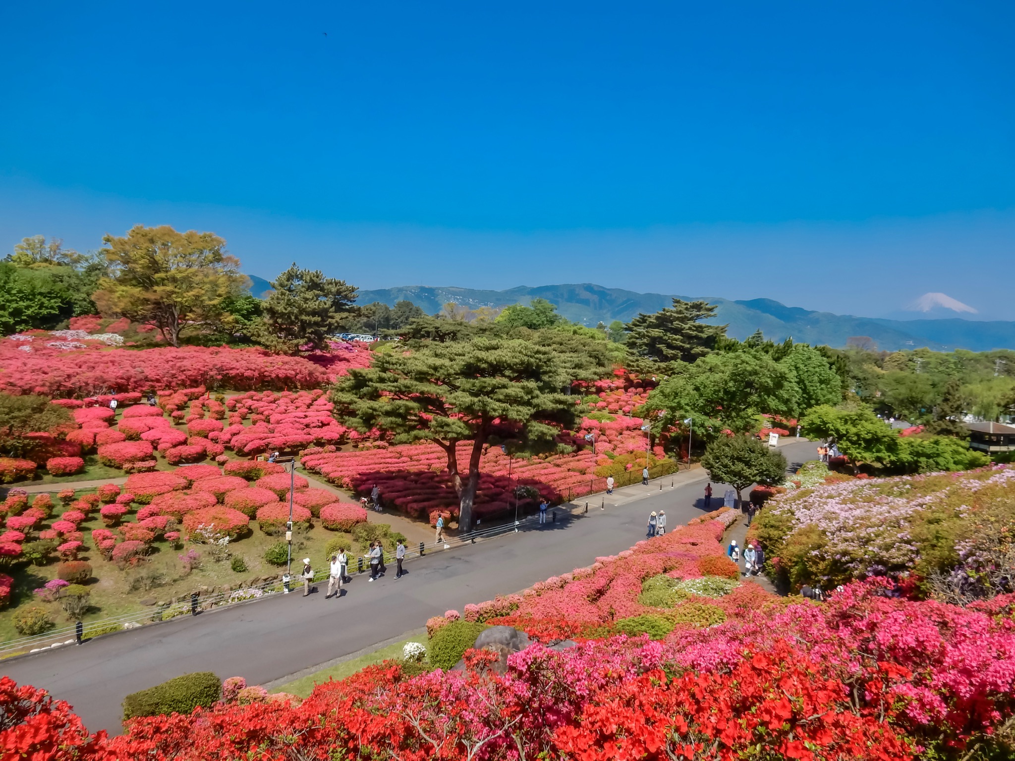 小室山公園のつつじと富士山 伊東110景 53 伊豆 伊東温泉 青山やまと