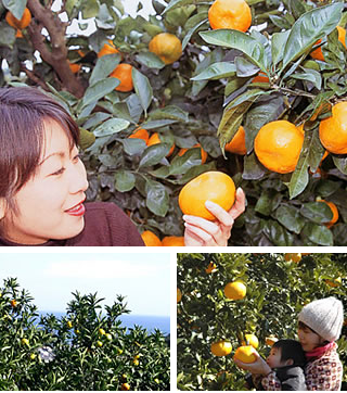 orange picking