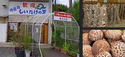 修善寺　しいたけの里